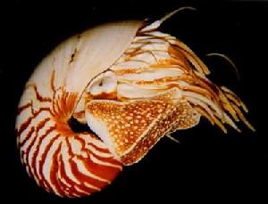 鸚鵡螺亞綱(Nautiloidea) 類動物