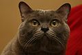 藍色美國緬甸雄貓過去三十年來在緬甸貓的外型上都一直存有爭議，現在大致分為兩種說法。美國育貓者主張應為“現代緬甸貓”(