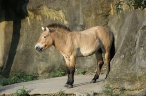 蒙古國的動物