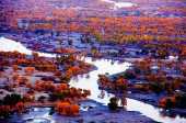 比喀納斯絢爛，比額濟納豐滿，世界最大最美胡楊林，就在新疆！