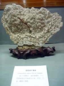 粗糙刺葉珊瑚
