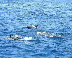 沙港海豚