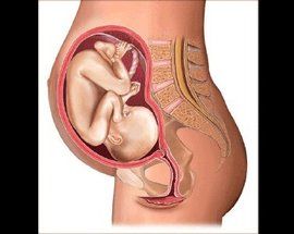 胎兒發育