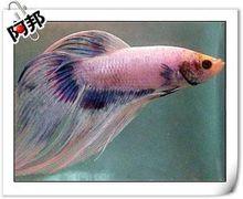彩雀魚