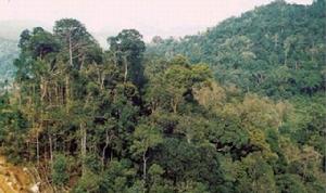 （圖）海南島熱帶季雨林