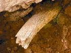 （圖）圖為白龍洞周圍隨處可見的裸露的化石