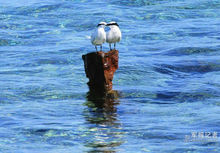沙洲海鳥
