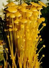 黃金針菇