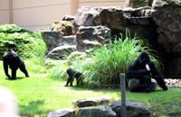 黑猩猩生態展區