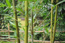 尤溪綠竹筍