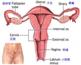 女性生殖器官解剖圖