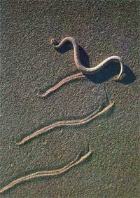 角響尾蛇