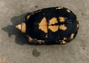 （圖）周氏閉殼龜