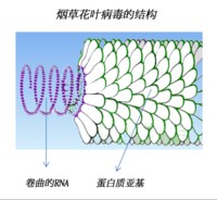 （圖）菸草花葉病毒結構：病毒RNA捲曲在的由重複的蛋白質亞基組成的螺鏇形衣殼中。