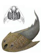 盔甲魚