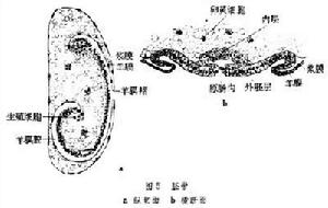 胚胎髮育（昆蟲）
