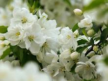 重瓣白海棠花