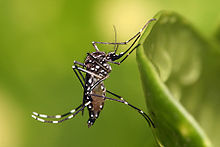 埃及斑蚊，登革熱傳播媒介