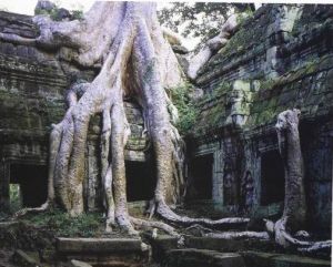 大樹在達布隆寺的石縫中生長