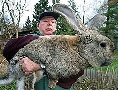 巨型兔