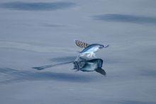水面上滑行斑鰭飛魚