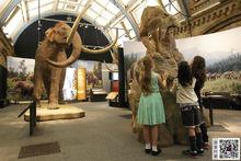 英國保存最完整的猛獁象軀體