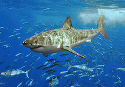 在深海中的大白鯊