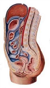 腹膜腔與腹腔臟器