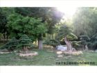濟南植物園對節白蠟景觀
