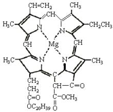 葉綠素a的分子結構圖
