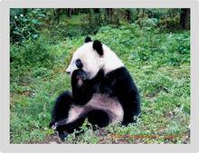 野生動物-熊貓