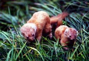 紋腹鼬是鼬的一種，體形似香鼬，但更細長；尾長超過體長之半。