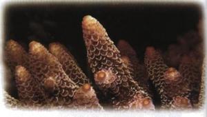 粗野鹿角珊瑚