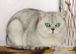 藍銀白色貓