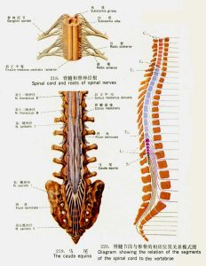 脊髓