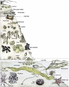 海洋地質學