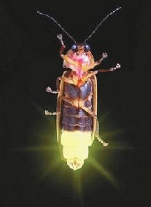 螢火蟲[常見生物]