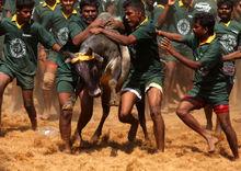 印度傳統馴牛節上演鬥牛大戰