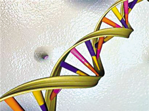 雌二醇DNA結構