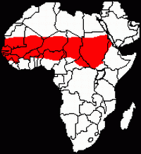 非洲盾臂龜