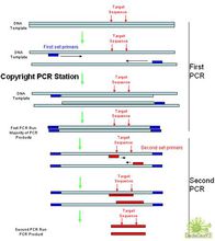 巢式PCR