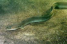 歐洲鰻鱺