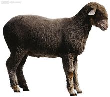 卡拉庫爾羊