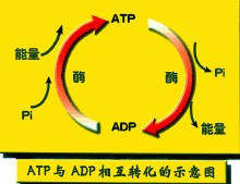 ATP與ADP的相互轉換