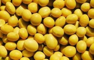 轉基因大豆在我國許可進口使用