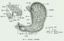 胃結構圖