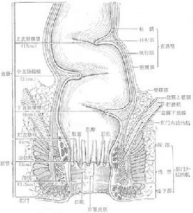 直腸