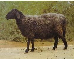 卡拉庫爾羊