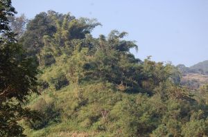 大樹田自然村 大樹田自然村
