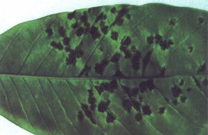 橡膠南美葉疫病菌 橡膠南美葉疫病菌